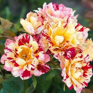 Novel rose