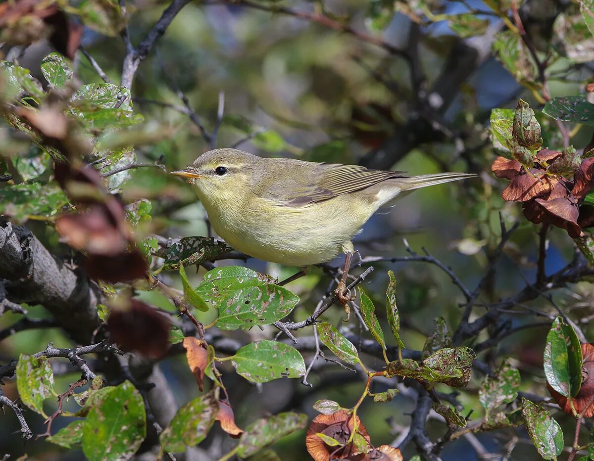 Пеночка-весничка. Phylloscopus trochilus. Зарянка весничка. Пеночка-весничка фото птицы. Весничка это