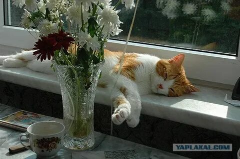 Жду апрель