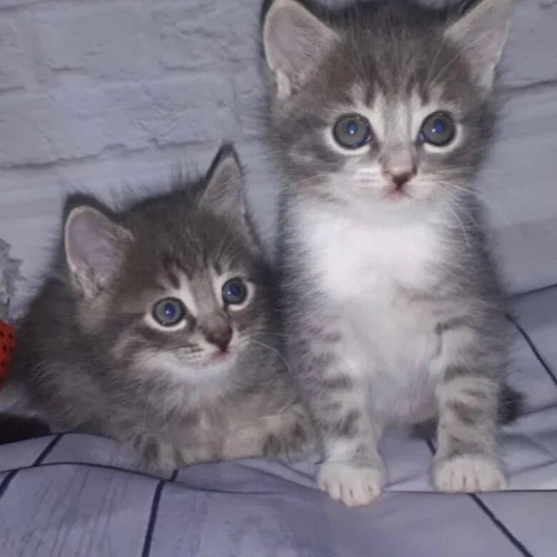 Котята которые продаются. Отдам котят в хорошие руки. Котята которые продаются. Британский котёнок 2 месяца рыжий пушистый. Сиамских котят московская областью.