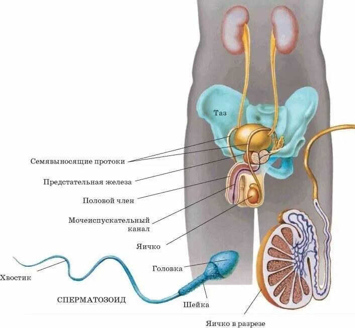Орган мужской половой системы человека. Строение мужской половой системы биология. Схема строения мужской репродуктивной системы. Схема мужской половой системы анатомия. Мужская и женская половая система биология 8 класс.