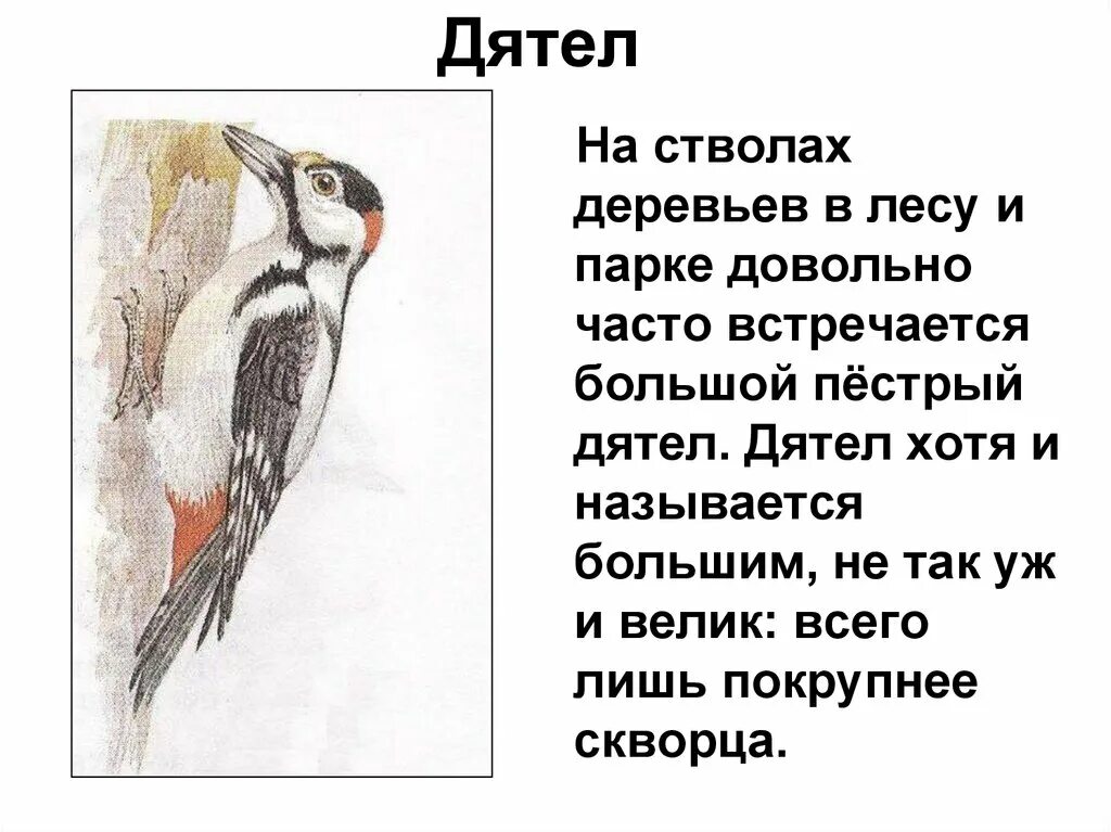 Дятел формы слова. Дятел и ласточка. Буква д дятел. Маленький рассказ о дятле. Дятел формы слова.
