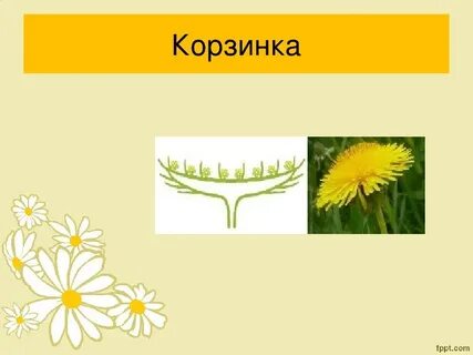 Соцветие корзинка характерно
