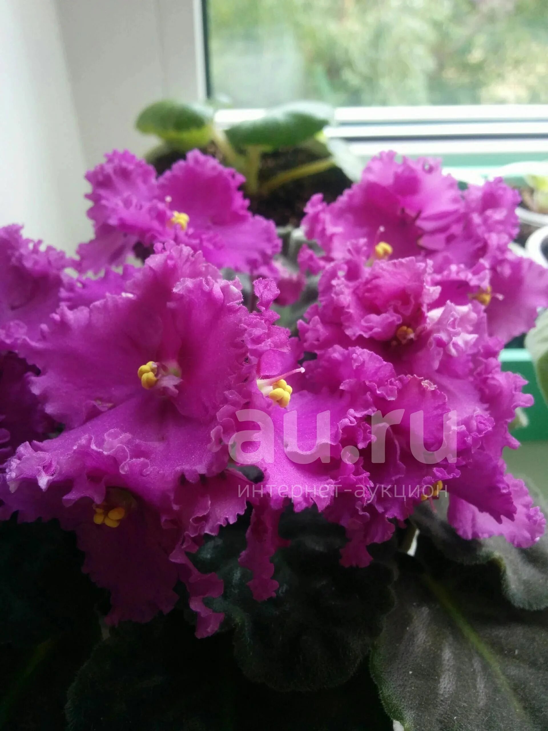 Фиалка любимая дочка макуни. Фиалка любимая дочка. Фиалка рс шедевр. Сенполия любимая дочка. Фиалка любимая.