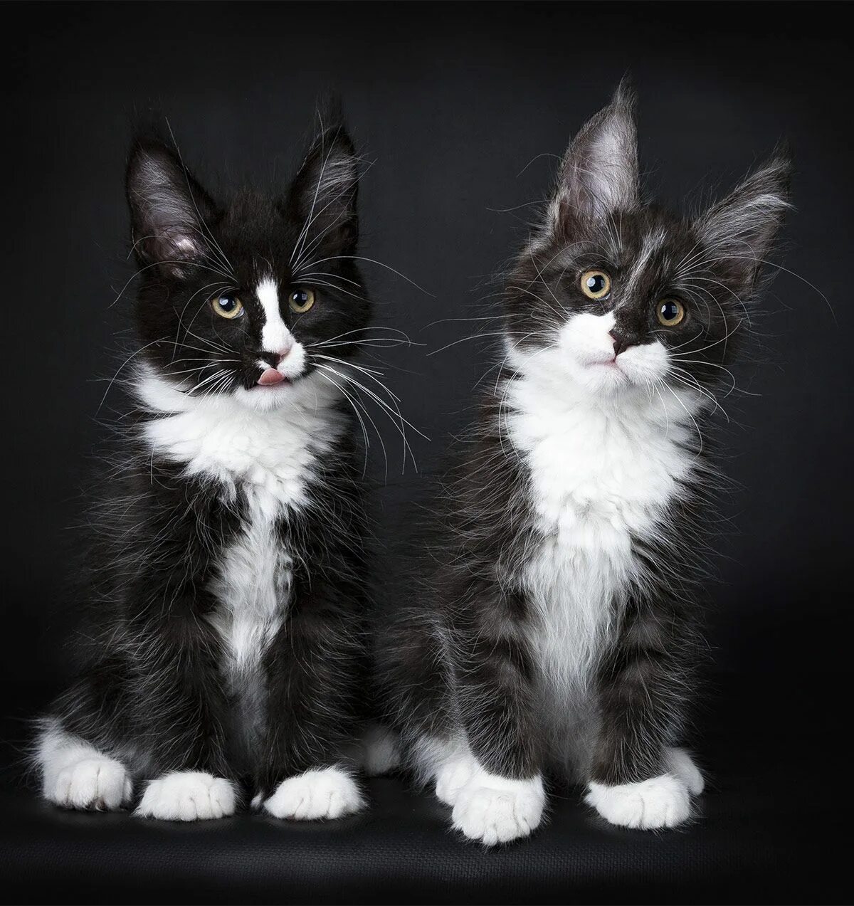 Другая порода кошек. Мейн-кун. Мейн кун биколор черный с белым. Кот Мейн кун. Черный биколор Мейн кун.