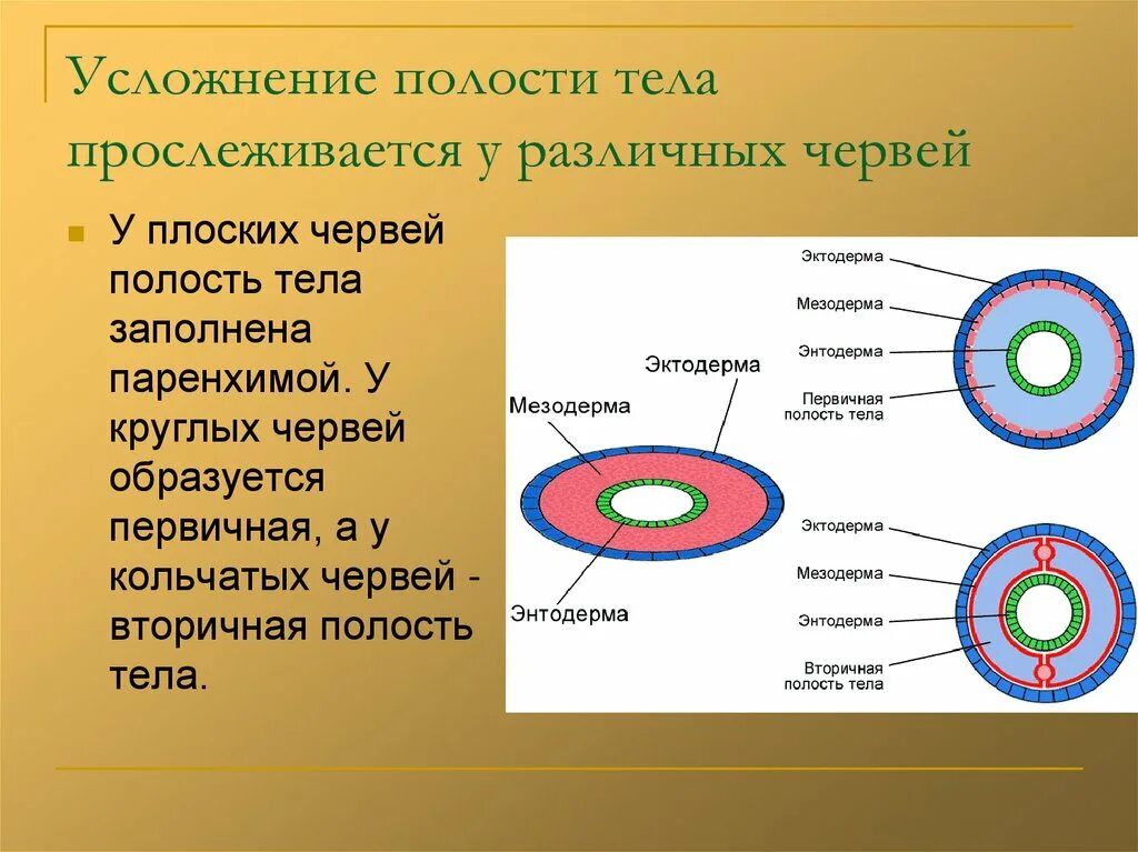 Круглые черви имеют полость тела заполненную. Вторичная полость тела у круглых червей. Вторичная полость тела мезодерма. Полость тела в мезодерме.