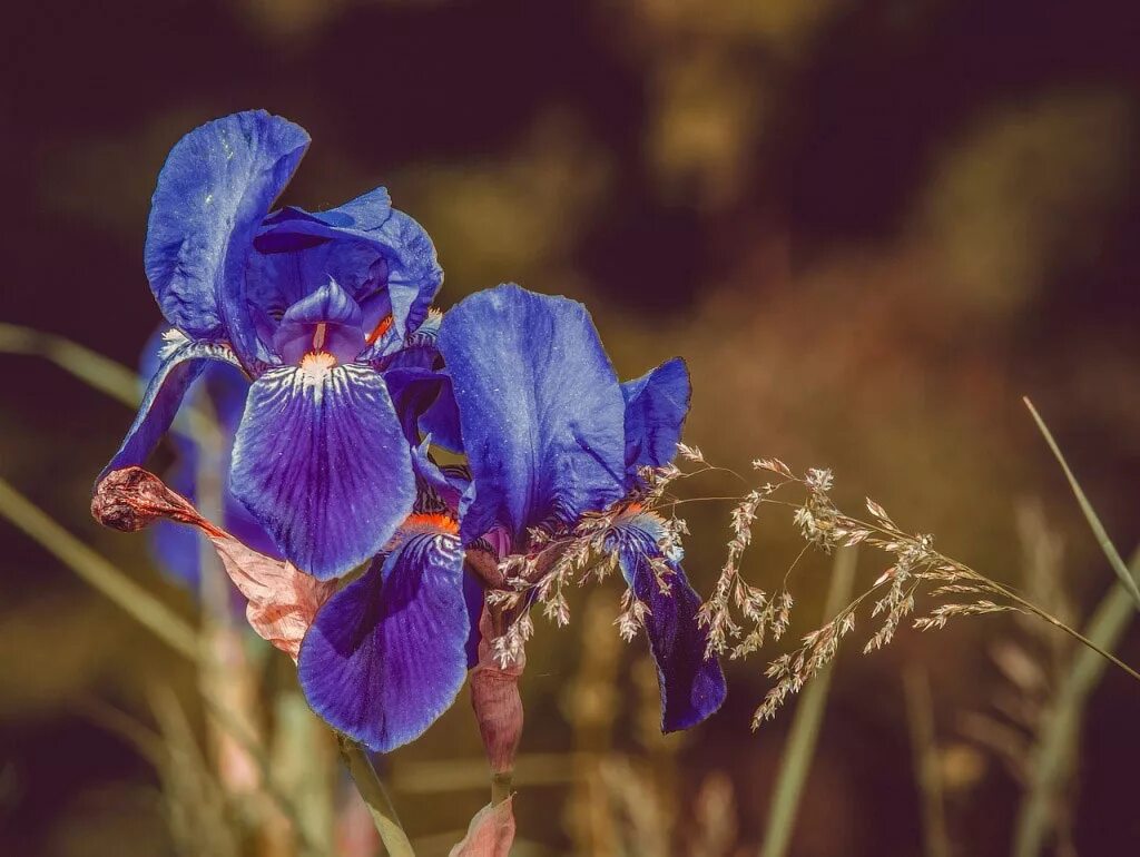 Ирисы открытка. Ирис иберийский. Команды iris чат-менеджер. Ирисы эстетика. Ирисы фиолетовые.