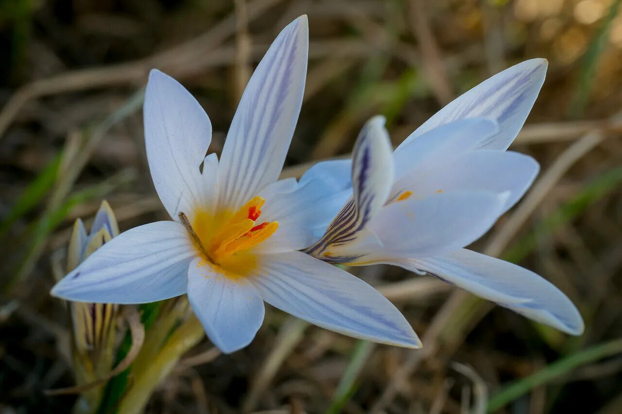 Шафран Долинный. Шафран Долинный Crocus vallicola. Шафран Каспийский (Crocus caspius). Шафран сетчатый (Крокус).