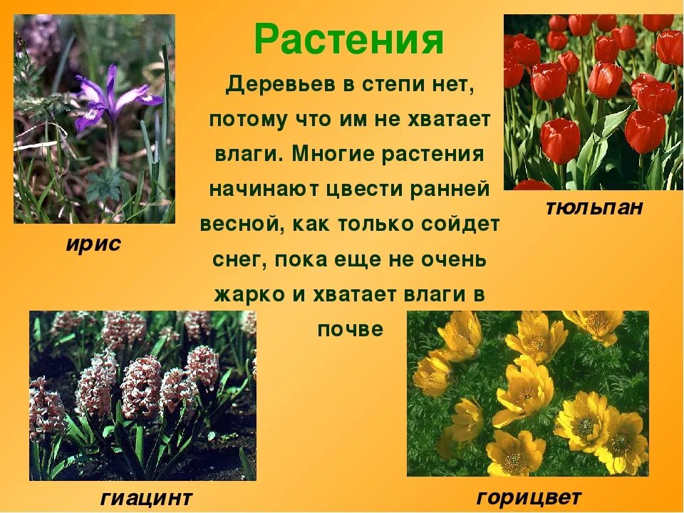 Какие растения характерны для степей россии. Растения степи. Растения зоны степей. Растительный мир степи в России. Растения зоны степей России.