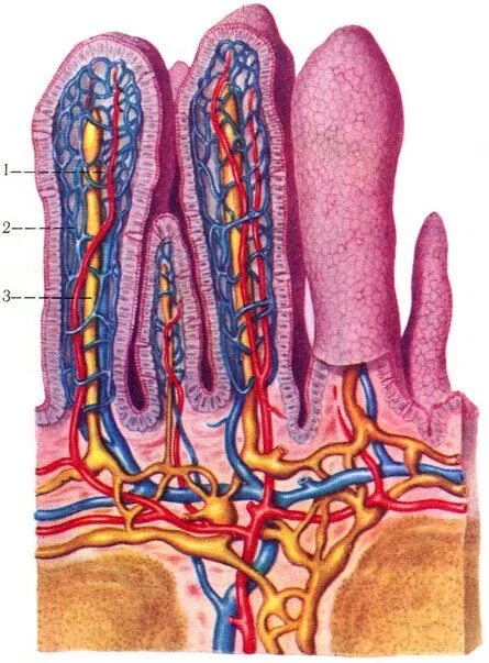 Ворсинчатый эпителий кишечника. Ворсинки тонкого кишечника человека. Строение ворсинки тонкой кишки. Пищеварение в тонкой кишке схема. Ворсинки тонкого кишечника человека.