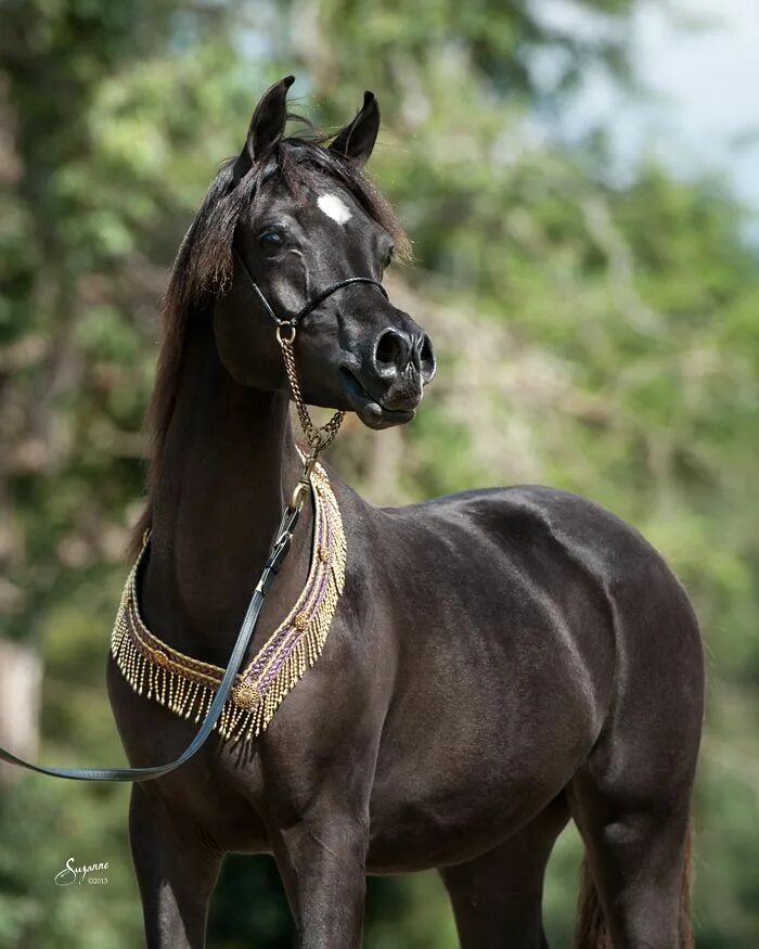 Купить чистокровную лошадь. Арабиан Хорс. Арабская лошадь (арабский скакун). Арабская чистокровная лошадь. Чистокровный арабский скакун.
