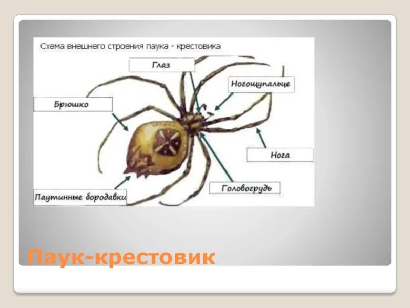 Строение паука крестовика. Внешнее строение паука. Внешнее строение паука крестовика. Классификация паука крестовика 7 класс биология.