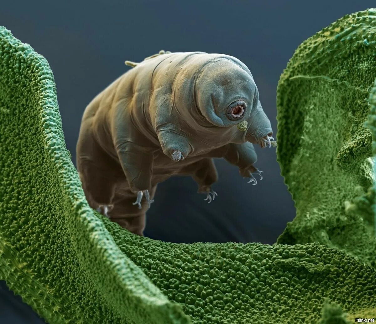 Бессмертные существа – тихоходки. Анатомия тихоходки. Тихоходка (Tardigrada). Тихоходка в космосе. Существо живущие в телефоне