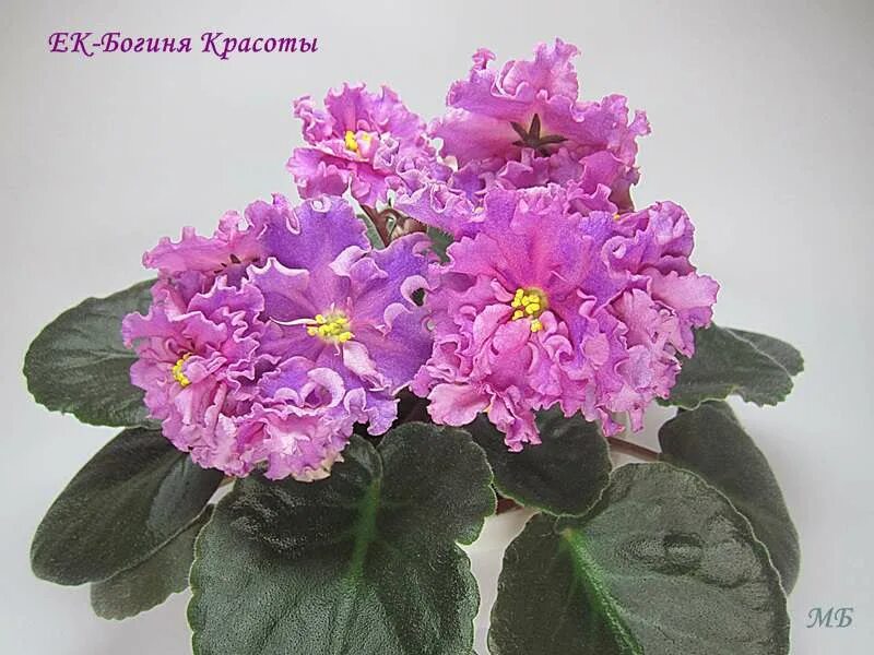 фиалка богиня красоты. сенполия ек богиня красоты. фиалка ек богиня красоты. ек-богиня красоты (коршунова). фиалка богиня красоты.