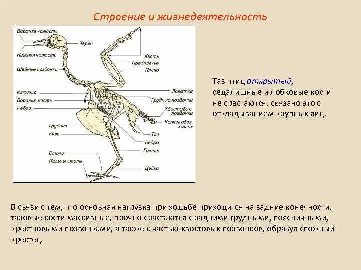 Таз птицы строение. Лабораторная работа особенности строения скелета птиц. Строение и жизнедеятельность птиц. Особенности строения птиц.