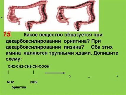 Гниение белков происходит