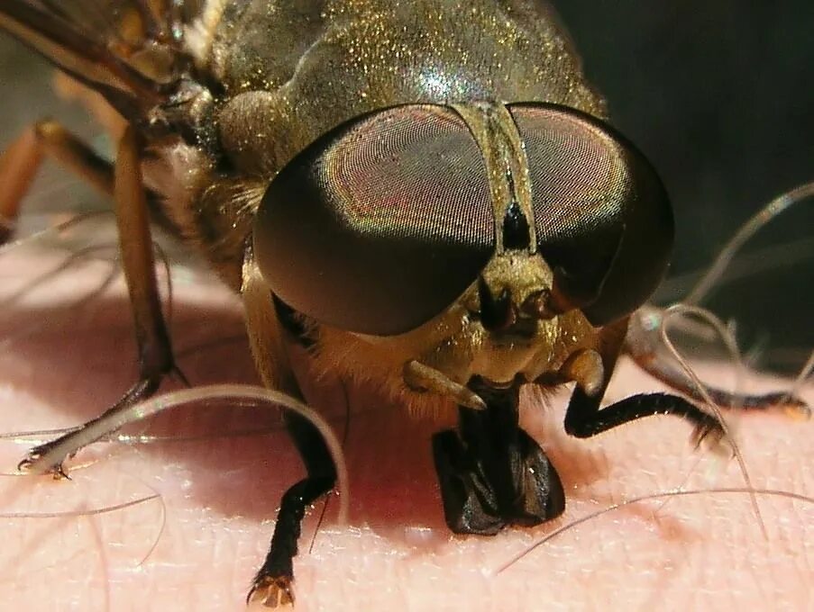 Ядовитая муха. Опасные насекомые в России. Самые опасные насекомые. Ядовитые насекомые России.