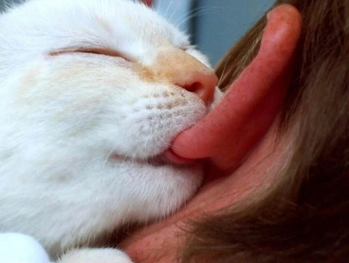 Розовый нос. Язычок кота. Котенок с языком. Звук облизывания. Кот облизывается.