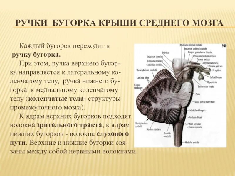 Коленчатые тела мозга. Ручки среднего мозга. Средний мозг ручки холмиков. Верхние и нижние ручки среднего мозга. Средний мозг Верхние Бугры.