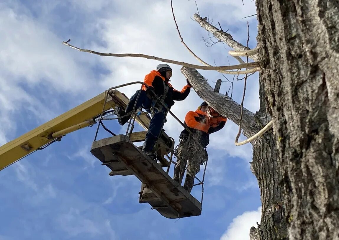 Спиленное дерево. Спил верхушек деревьев. Спил дерева. Дерево со спиленной верхушкой. Аварийные деревья.
