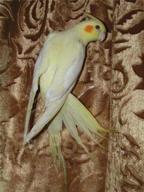 Попугай корелла серый. Попугай корелла. Улетел попугай корелла объявления. Здоровые лапки кореллы. Попугай корелла серый.