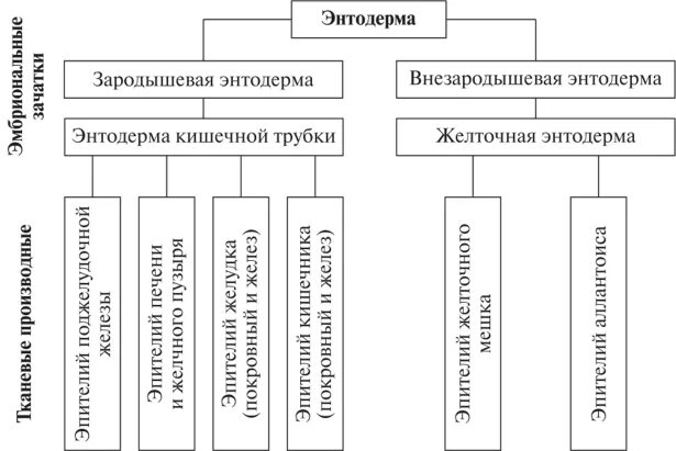 Этапы дифференцировки зародышевых листков. Этапы дифференцировки зародышевых листков