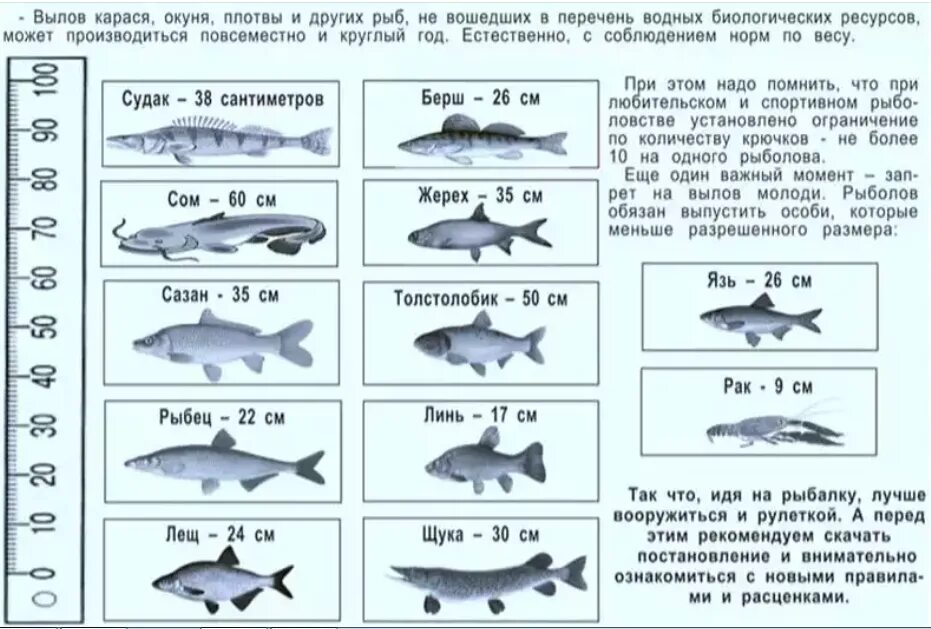 Какую рыбу можно ловить по новому закону. Таблица размеров рыбы разрешённых к вылову. Таблица допустимых размеров рыбы. Таблица размеров допустимый пойманной рыбы. Допустимые Размеры рыбы для Любительской рыбалки.
