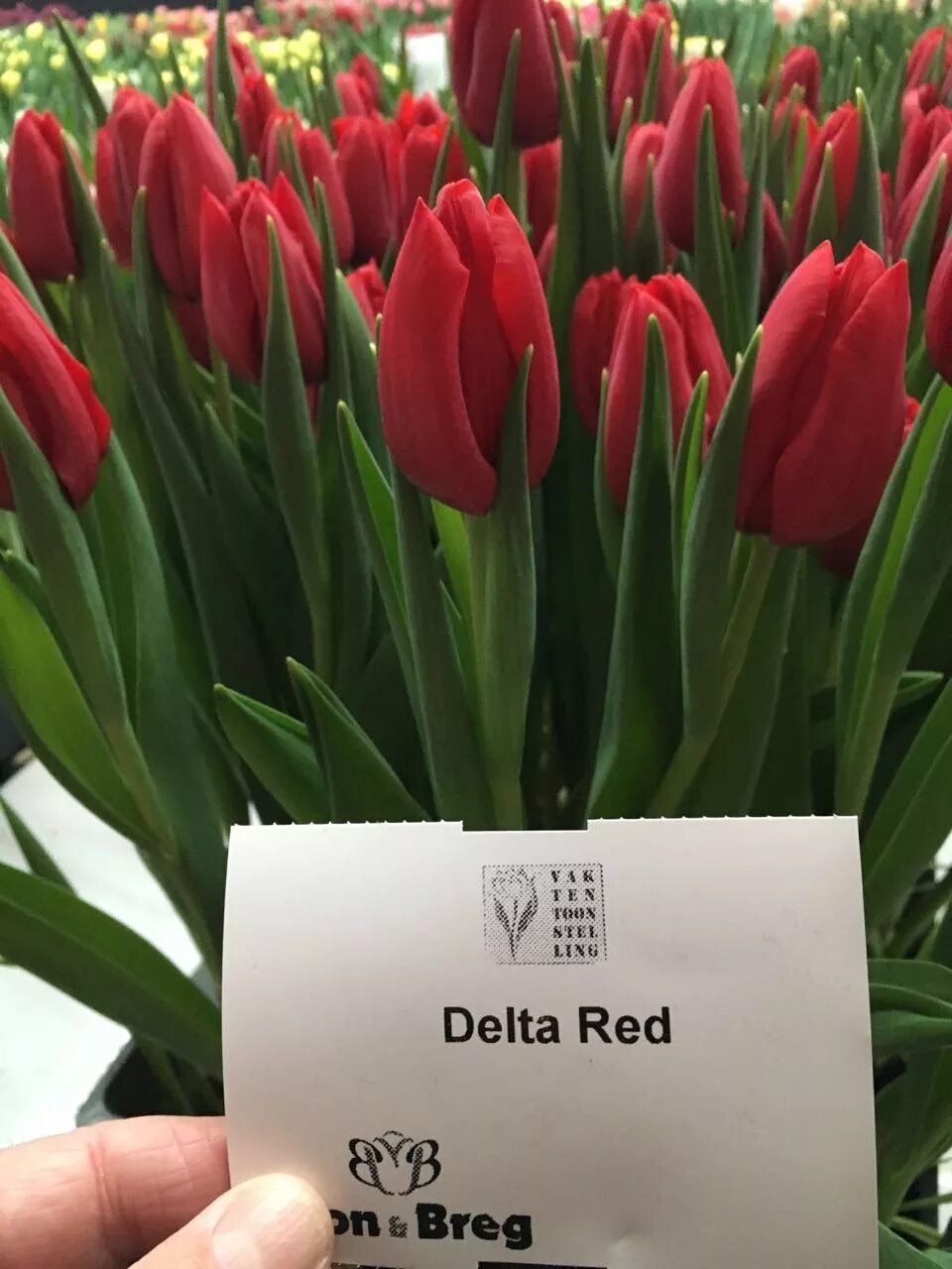 Тюльпан дельта шторм. Тюльпан strong Red (Стронг ред). Тюльпан Delta Red. Тюльпан Дельта Квин. Сорт тюльпана Дельта Квин.