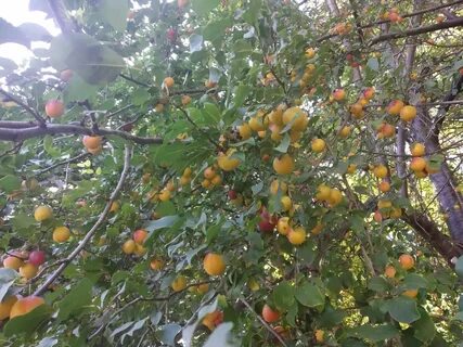 Какие фрукты в краснодаре
