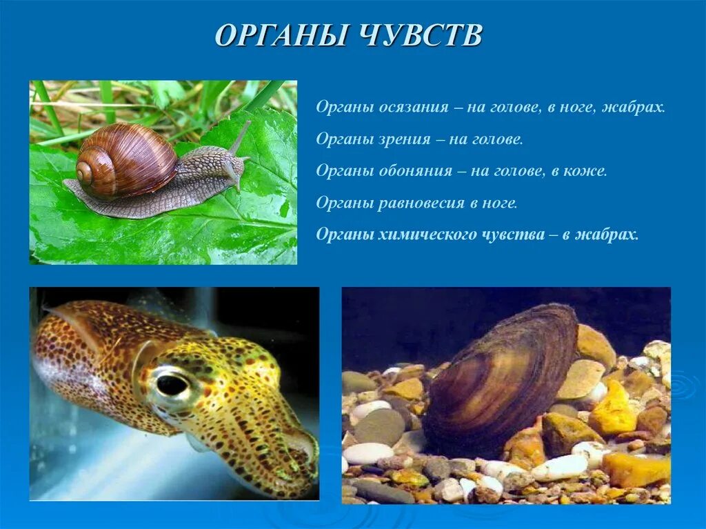 Признаки класс брюхоногие класс двустворчатые. Тип моллюски органы чувств. Органы чувств брюхоногих моллюсков. Класс головоногие среда обитания. Схема строения брюхоногого моллюска.