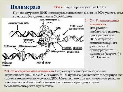 Полимераза это