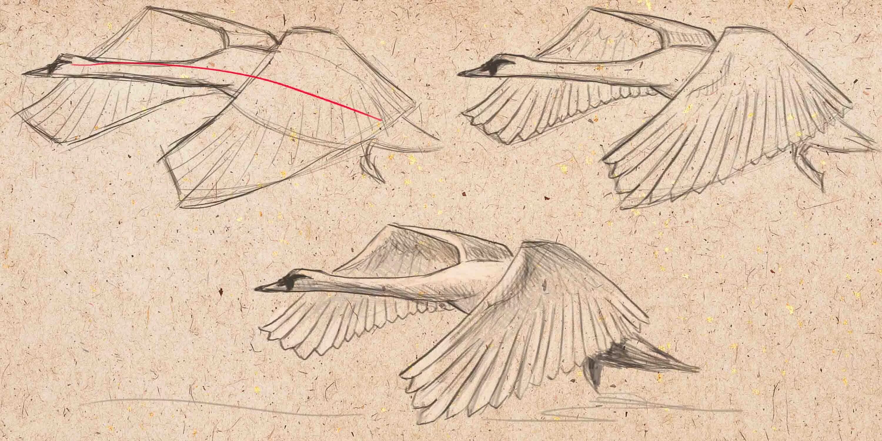 Птицы в небе. Колебательные движения крыльев птиц. Орнитоптер дюна вильнева. Птицы в движении. Dune 2000 орнитоптер.