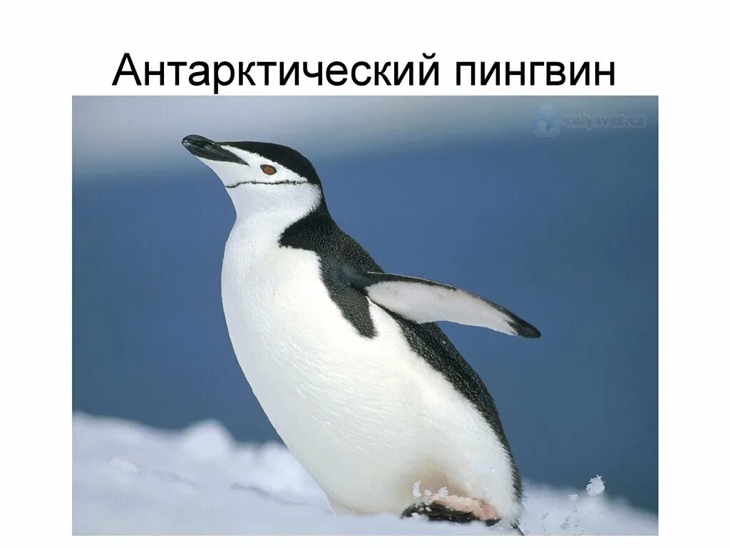 Как разговаривают пингвины. Пингвин. пингвин юмор. пингвин это ласточка которая ела после 6. пингвины это ласточки которые.