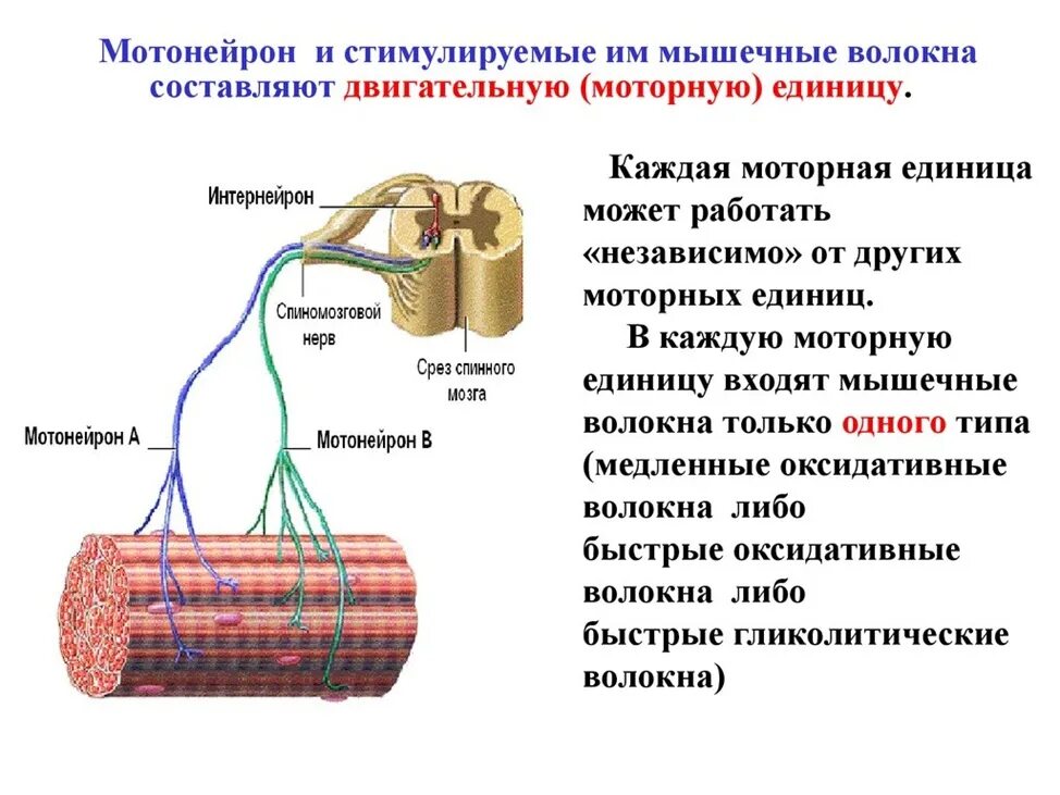 Двигательная единица мотонейрон. Двигательная единица мышечного волокна. Двигательные волокна спинного мозга. Двигательные единицы мышечного сокращения.