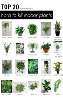 Kills plants