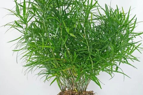 Special plant