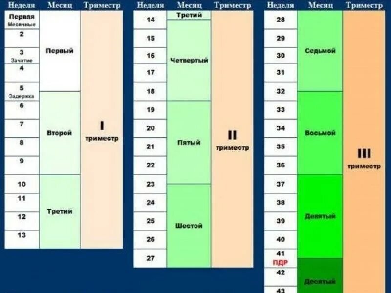 Триместры беременности по неделям и месяцам таблица. Таблица недель беременности по неделям и месяцам. Недели и триместры беременности таблица. Таблица триместров беременности по неделям. Какие недели у беременных есть