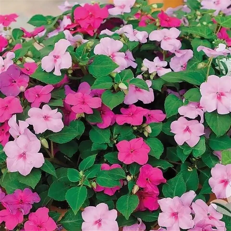 Купить семена Бальзамин Impatiens Expo Rose Picotee в Москве: доставка семян по 