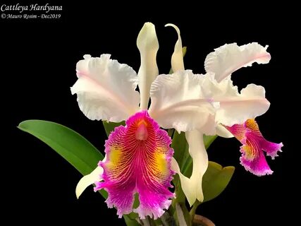 Cattleya Hardyana (1896) .