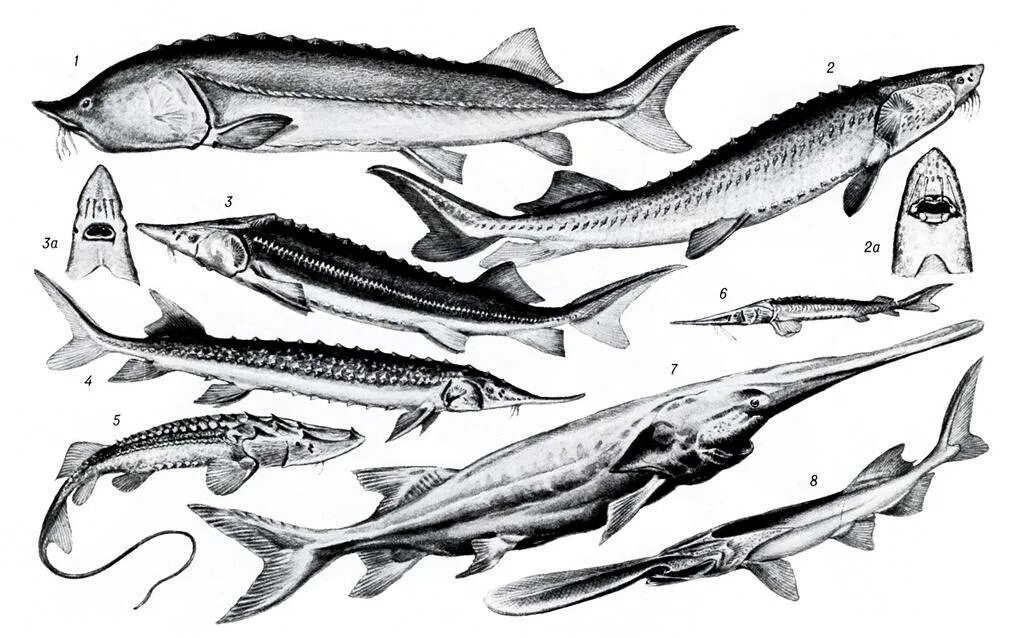 Осетровые и лососевые рыбы. Осетровые Осетрообразные. Представители отряда рыб Осетрообразные.