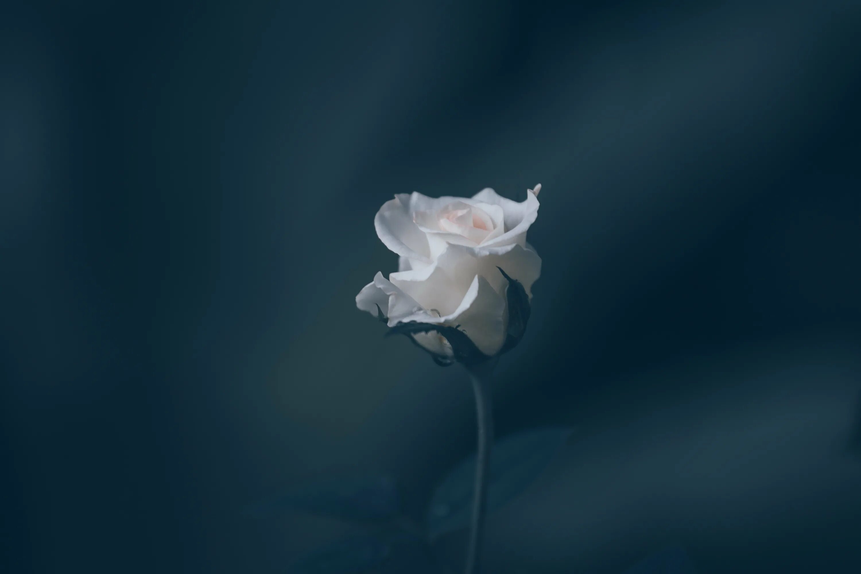 Белые розы смысл. Цветы на сером фоне. Белые розы. Белые розы картинки фото.
