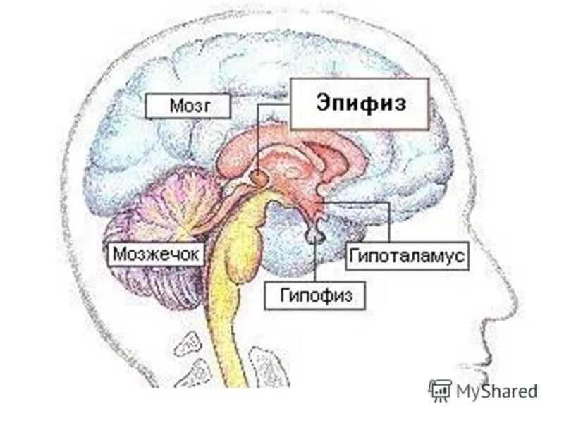 Гипофиз в голове