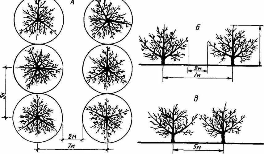 На каком расстоянии сажать груши друг. Крона яблони диаметр. Полукарликовые яблони схема посадки. Схема посадки яблоневого сада. Разреженно ярусная крона плодового дерева.