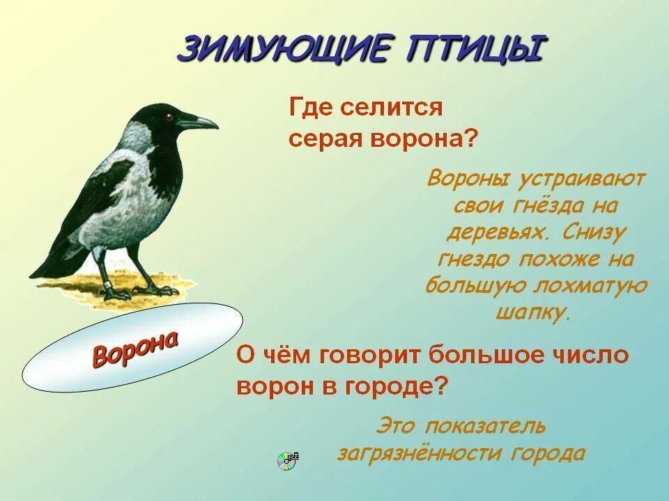 Загадка о вороне для детей. Стих про ворону. Детские стихи про ворону. Загадка про ворона. Скороговорки про ворон