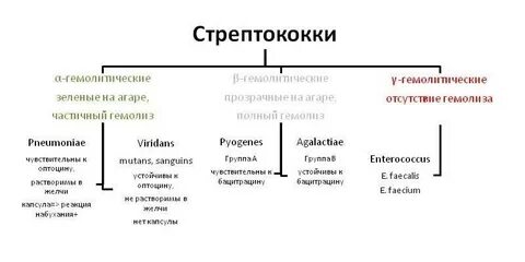 Стрептококк это прокариот