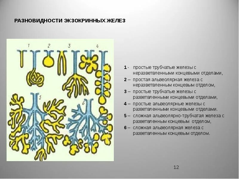 Классификация и строение экзокринных желез. Классификация экзокринных желез. типы секреции экзокринных желез. концевые отделы экзокринных желез. простые трубчатые железы с разветвленными концевыми отделами.