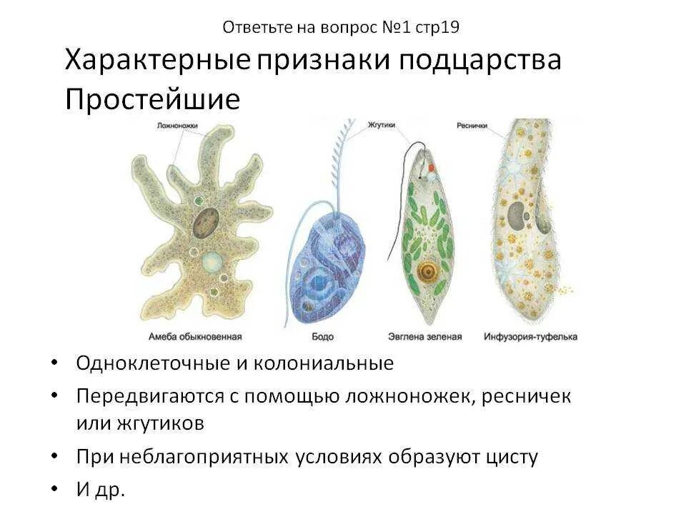 Сходство и различие одноклеточных. Общая характеристика подцарства одноклеточных животных. Признаки подцарства одноклеточных. Общая характеристика подцарства одноклеточных 7 класс. Общая характеристика подцарства простейшие 7 класс биология.