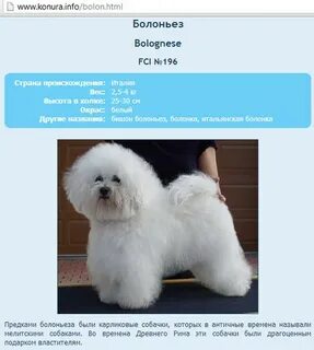 Puppy перевод на русский