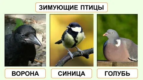 В сравнении с большой синицей ворона