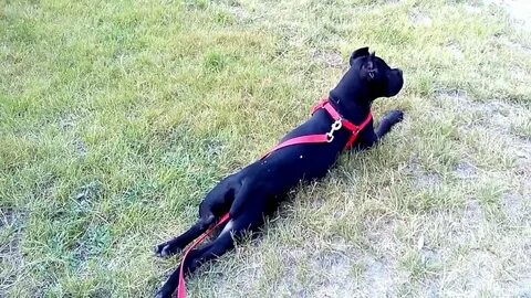 Cane videos